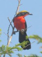 /album/photogallery/yellow-crowned-gonolek-tanji-gambia-jpg/